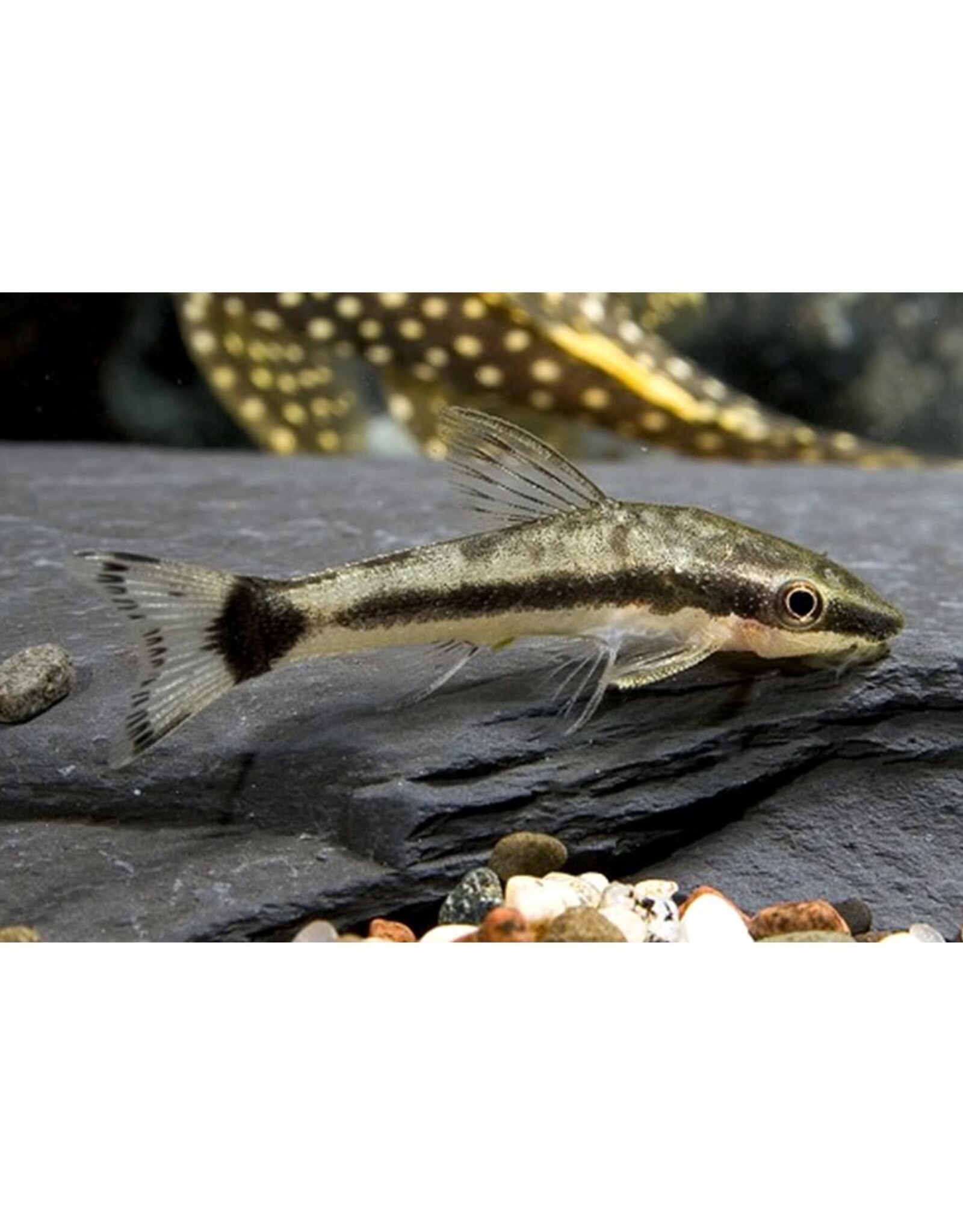 Segrest Farms Otocinclus Reg