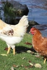 Dunlap Golden Sex-Link P 5-15-26