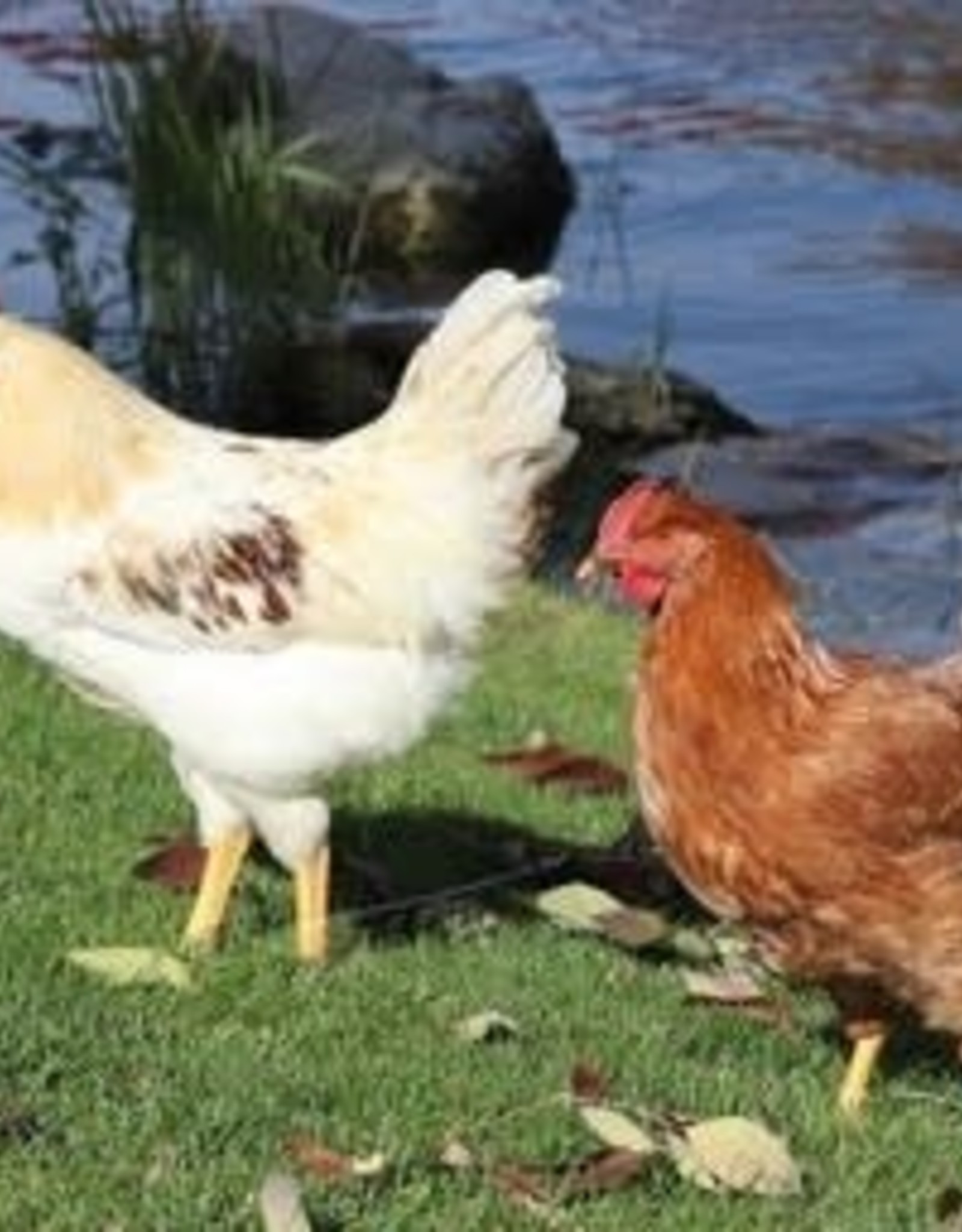 Dunlap Golden Sex-Link P 5-15-26