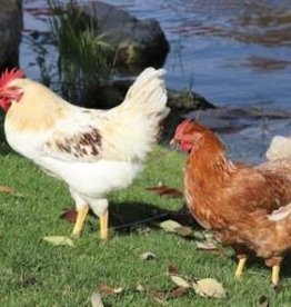 Dunlap Golden Sex-Link P 5-15-26