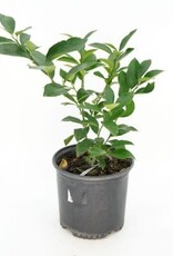 Cascade Tropicals Citrus x meyeri, - 6in Meyer Lemon
