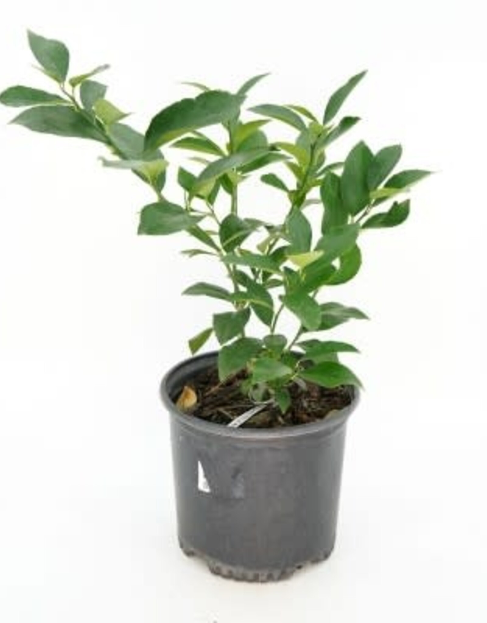 Cascade Tropicals Citrus x meyeri, - 6in Meyer Lemon