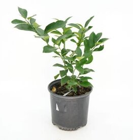 Cascade Tropicals Citrus x meyeri, - 6in Meyer Lemon