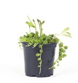 Cascade Tropicals Senecio rowleyanus 4in  -String of Pearls
