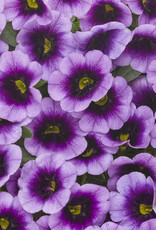 Proven Winners Calibrachoa Superbells® Blue Moon Punch™ PW 4in