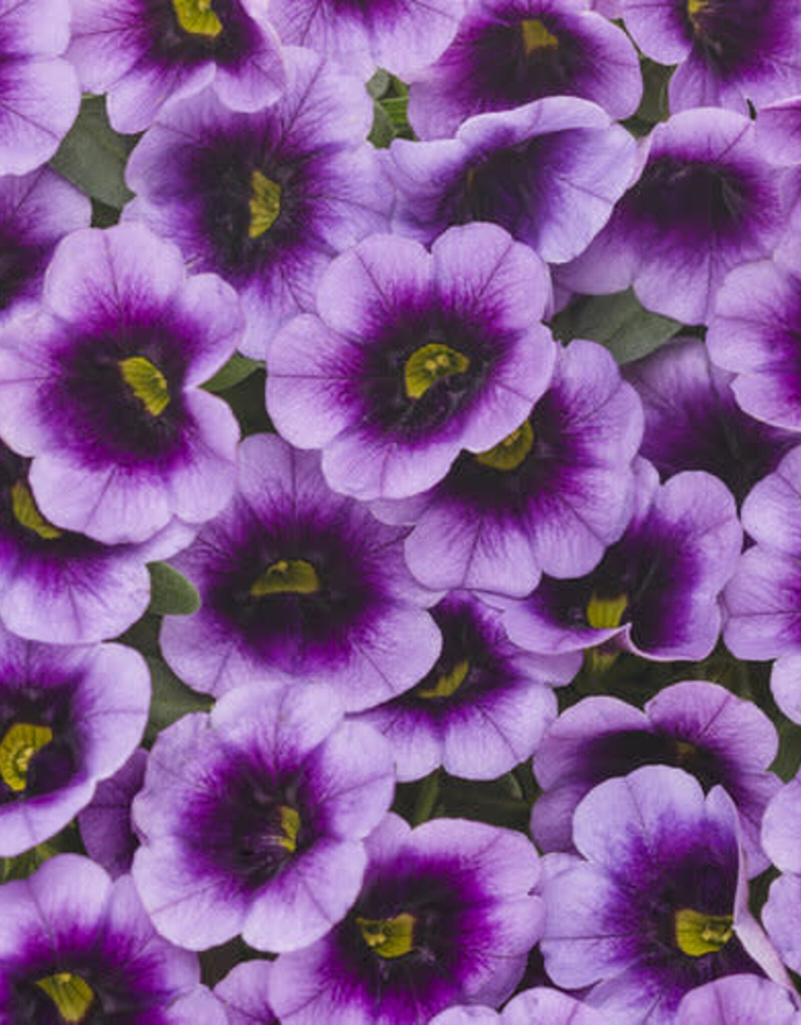Proven Winners Calibrachoa Superbells® Blue Moon Punch™ PW 4in