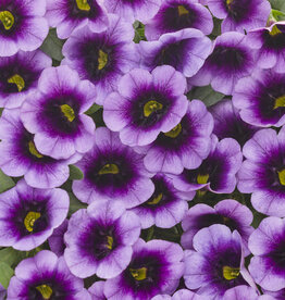 Proven Winners Calibrachoa Superbells® Blue Moon Punch™ PW 4in
