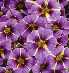 Proven Winners Superbells® Evening Star™ PW 3.5in Calibrachoa