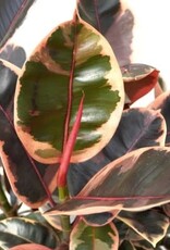 Ficus elastica 'Ruby' 4in -Rubber Tree