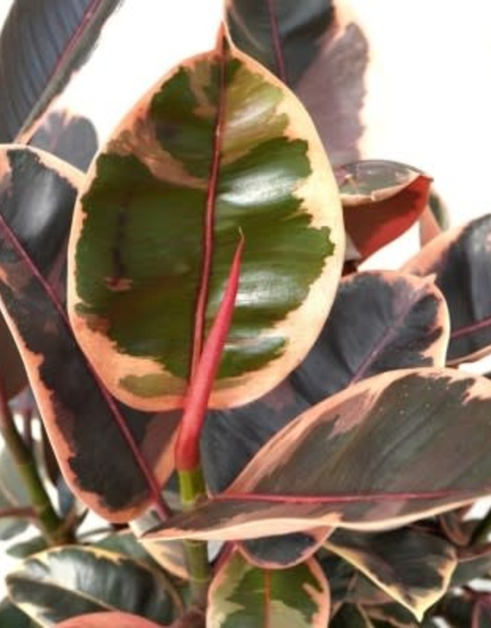 Ficus elastica 'Ruby' 4in -Rubber Tree