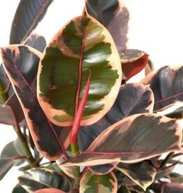 Ficus elastica 'Ruby' 4in -Rubber Tree