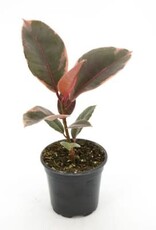 Ficus elastica 'Ruby' 4in -Rubber Tree