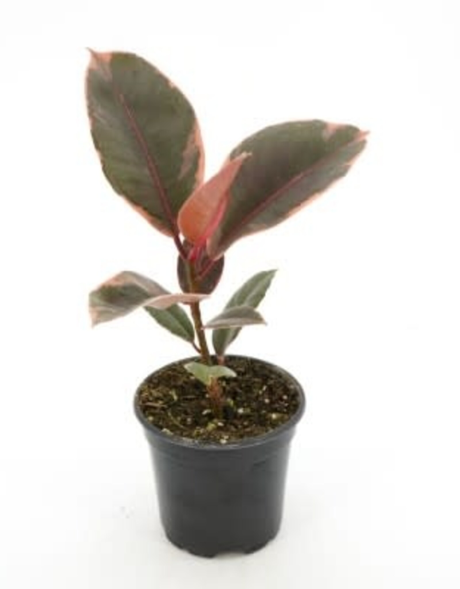 Ficus elastica 'Ruby' 4in -Rubber Tree