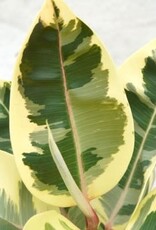 Cascade Tropicals Ficus elastica 'Tineke' 4in  -Rubber Tree