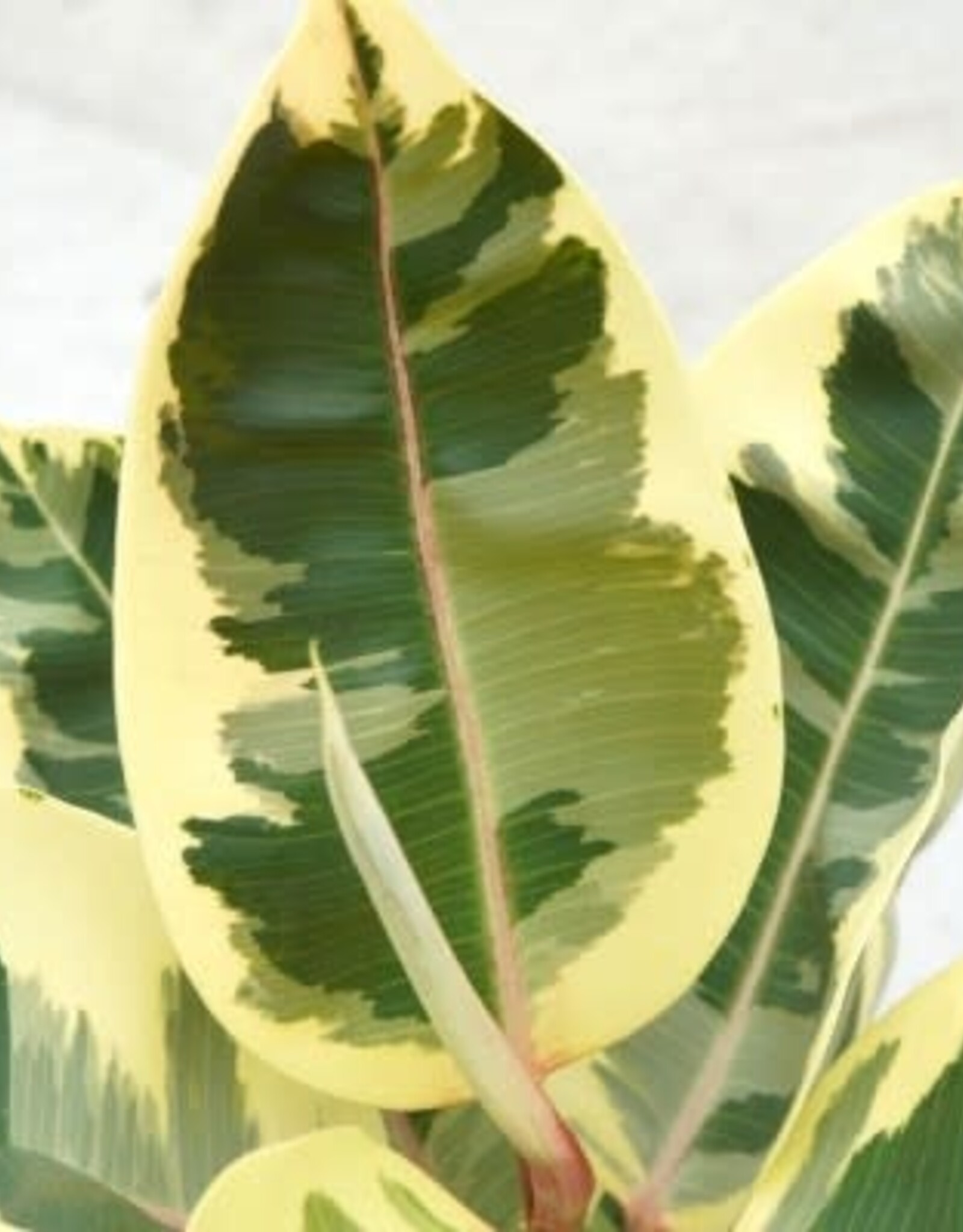 Cascade Tropicals Ficus elastica 'Tineke' 4in  -Rubber Tree