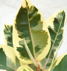 Cascade Tropicals Ficus elastica 'Tineke' 4in  -Rubber Tree