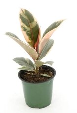 Cascade Tropicals Ficus elastica 'Tineke' 4in  -Rubber Tree