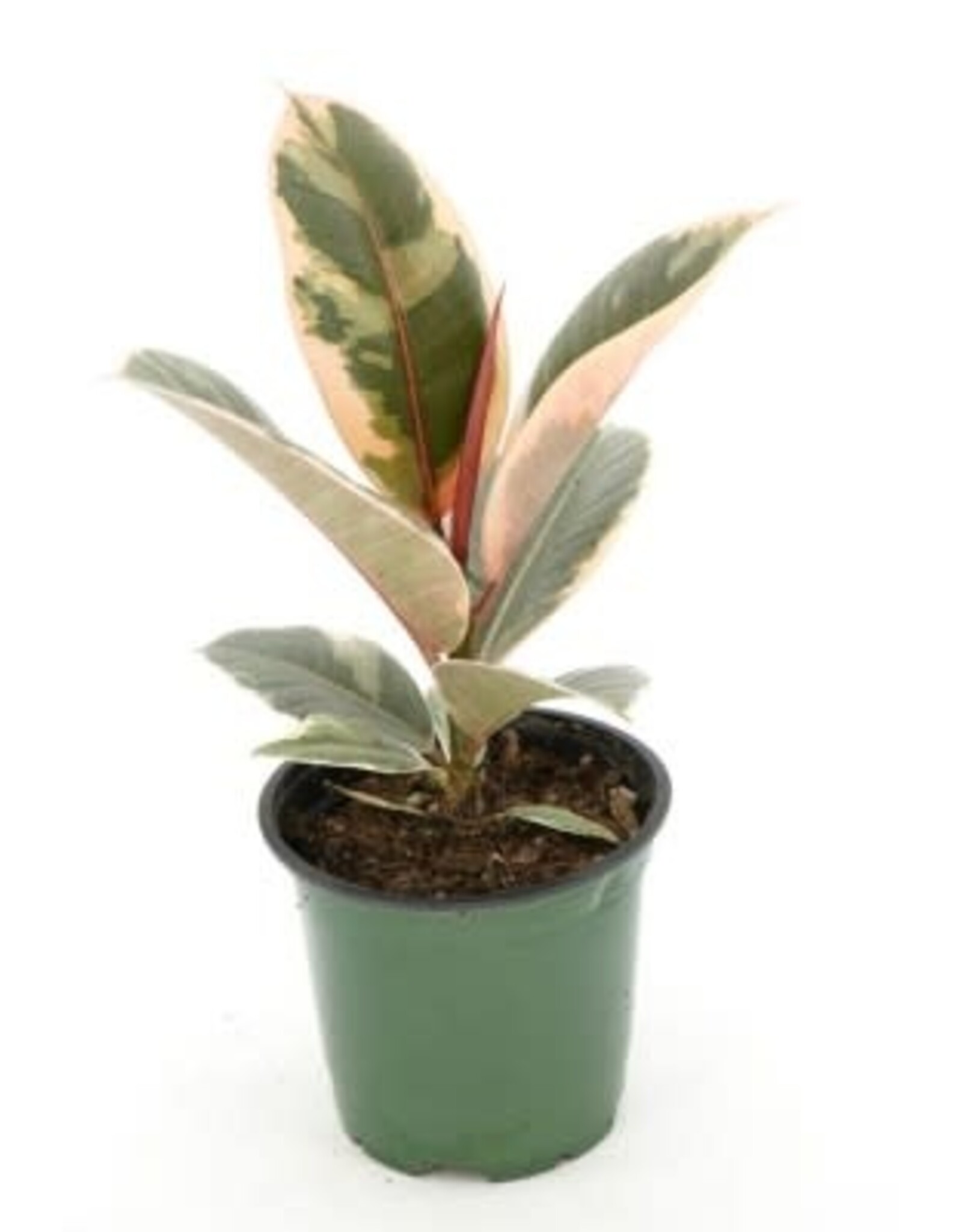 Cascade Tropicals Ficus elastica 'Tineke' 4in  -Rubber Tree