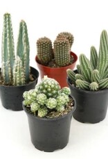 Cascade Tropicals Cactus assorted 4in -Cactus