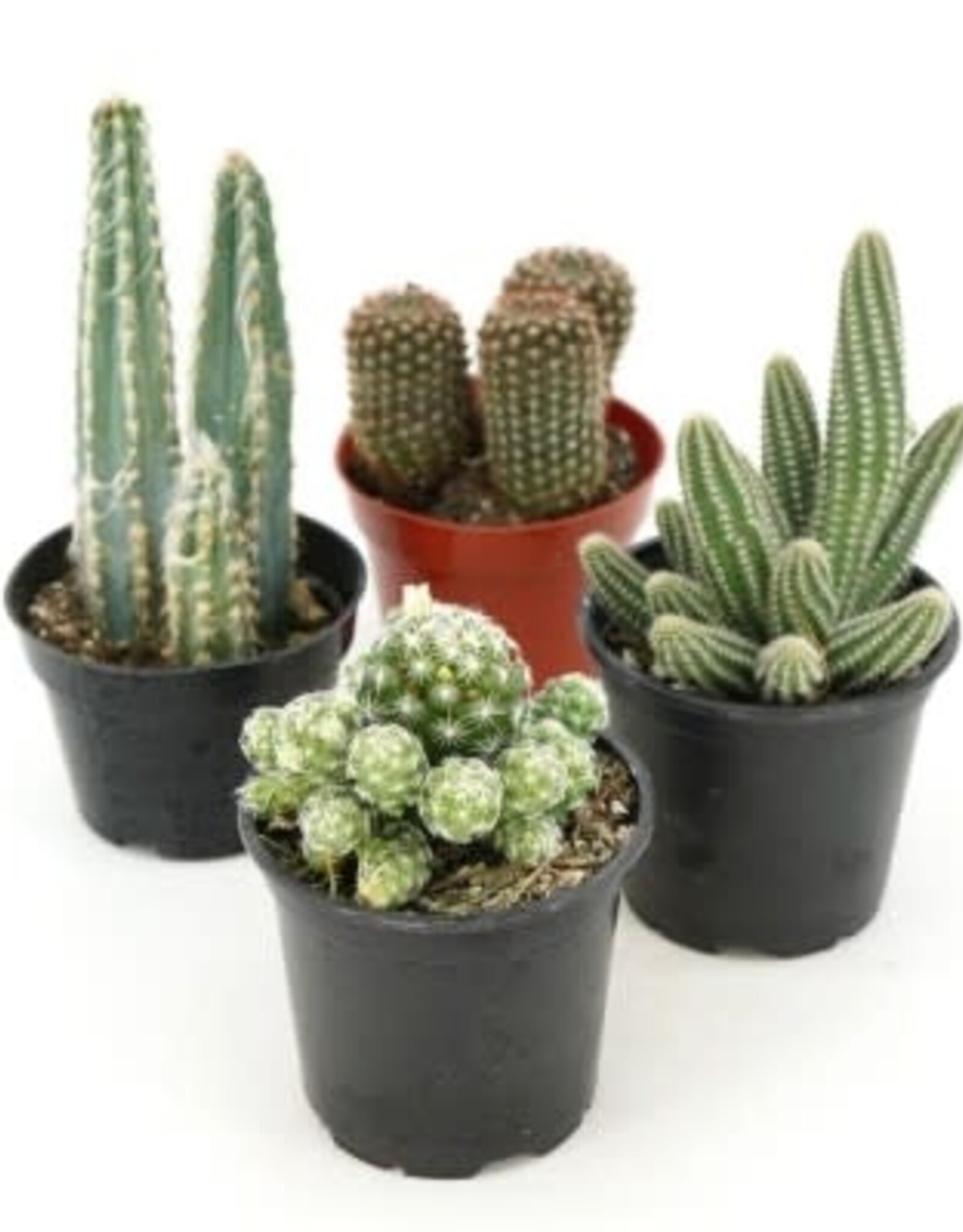 Cascade Tropicals Cactus assorted 4in -Cactus