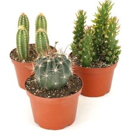 Cactus assorted 6in Cactus