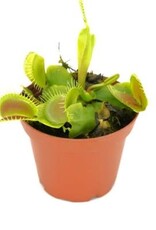 Cascade Tropicals Dionaea muscipula 3in Venus Flytrap