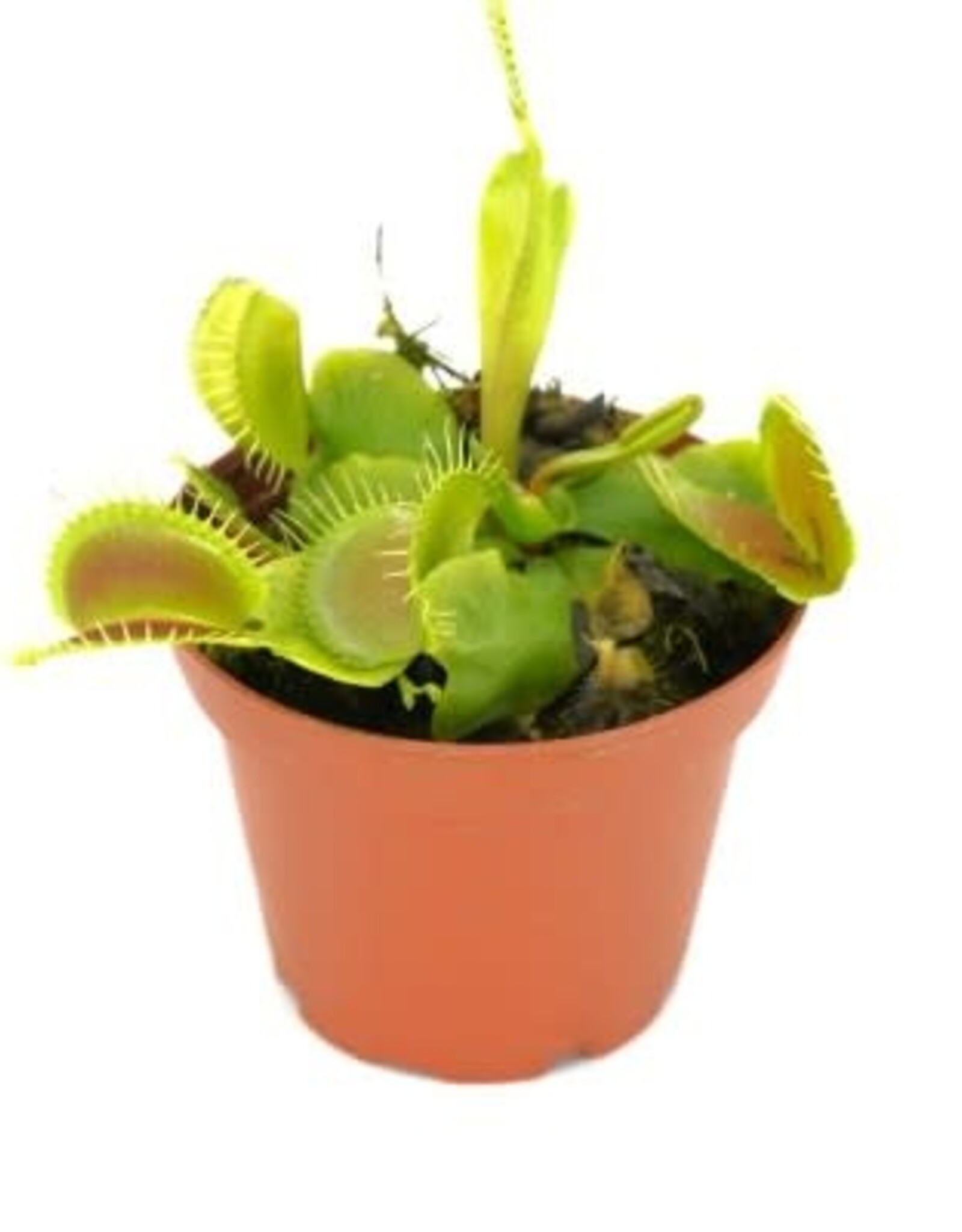 Cascade Tropicals Dionaea muscipula 3in Venus Flytrap