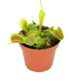 Cascade Tropicals Dionaea muscipula 3in Venus Flytrap