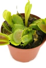 Cascade Tropicals Dionaea muscipula 3in Venus Flytrap