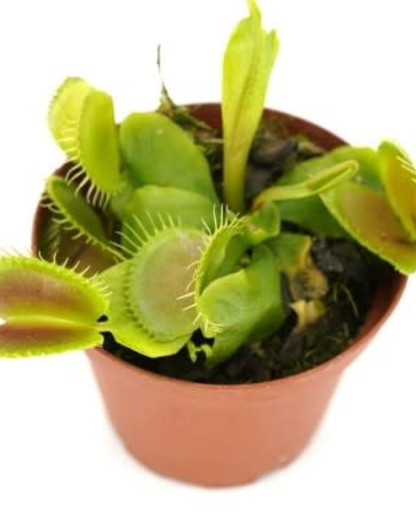 Cascade Tropicals Dionaea muscipula 3in Venus Flytrap