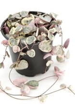Cascade Tropicals Ceropegia woodii variegata 4in  -String of Hearts