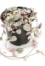 Cascade Tropicals Ceropegia woodii variegata String of Hearts 4in