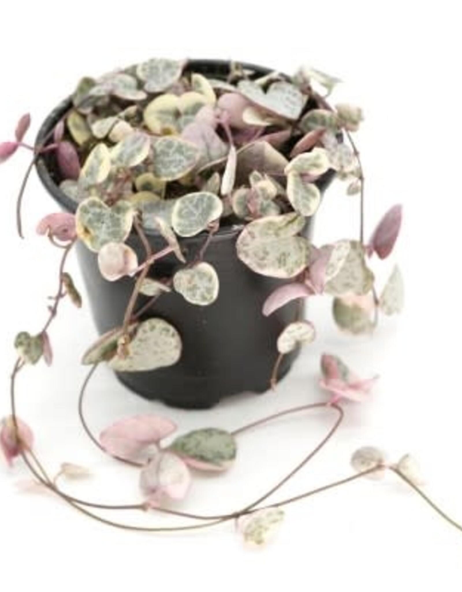 Cascade Tropicals Ceropegia woodii variegata 4in  -String of Hearts