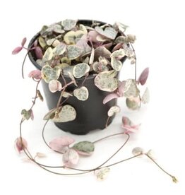 Cascade Tropicals Ceropegia woodii variegata String of Hearts 4in