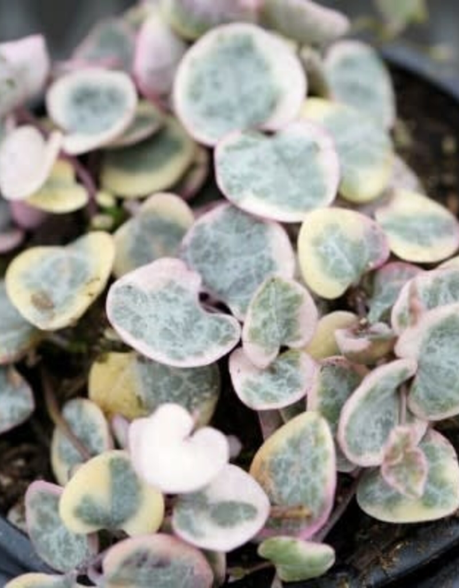 Cascade Tropicals Ceropegia woodii variegata String of Hearts 4in