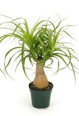 Cascade Tropicals Beaucarnea recurvata - stump 4in Ponytail Palm
