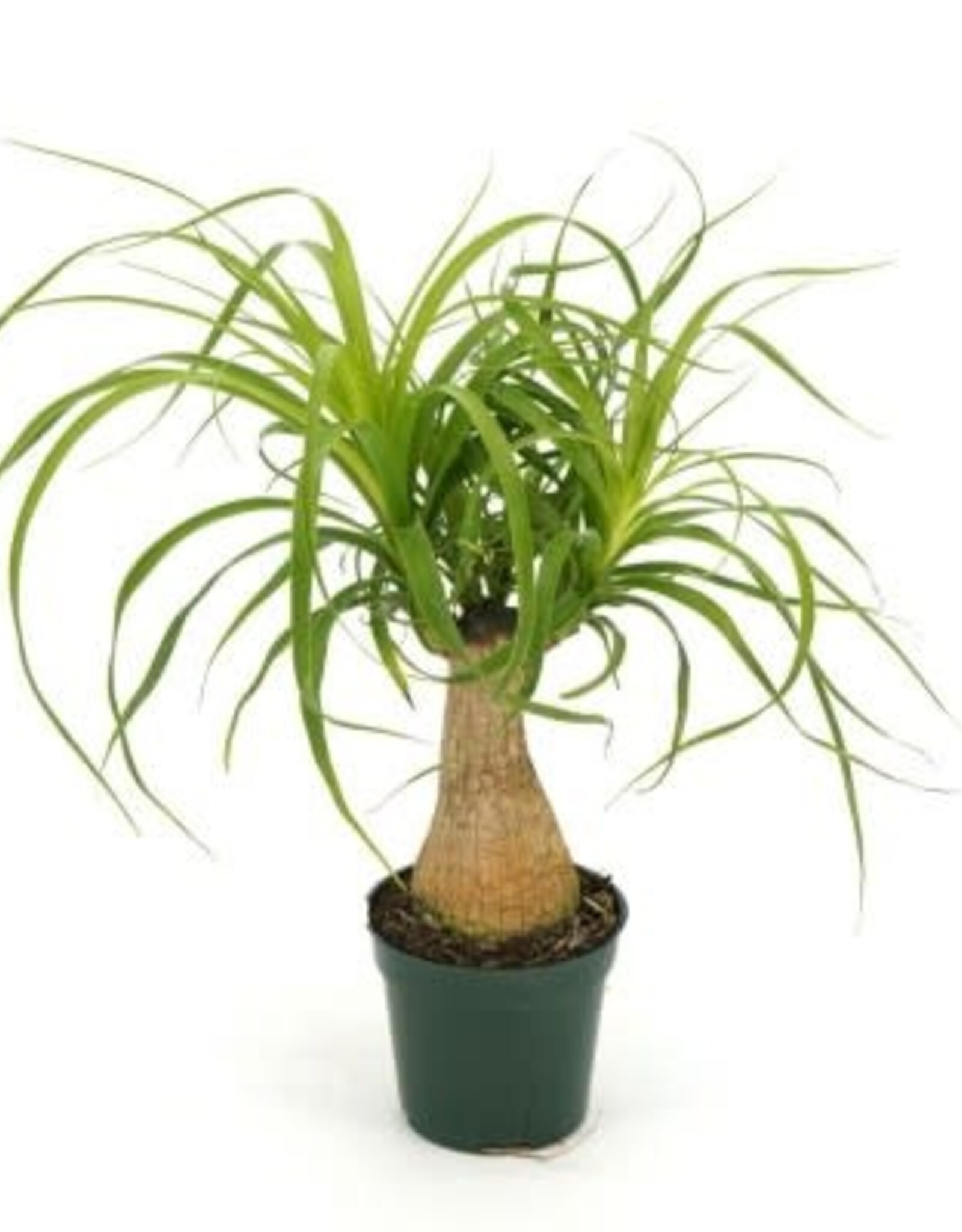 Cascade Tropicals Beaucarnea recurvata - stump 4in Ponytail Palm