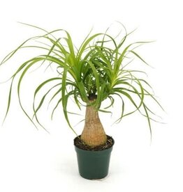 Cascade Tropicals Beaucarnea recurvata - stump 4in Ponytail Palm