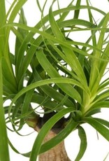 Cascade Tropicals Beaucarnea recurvata - stump 4in Ponytail Palm