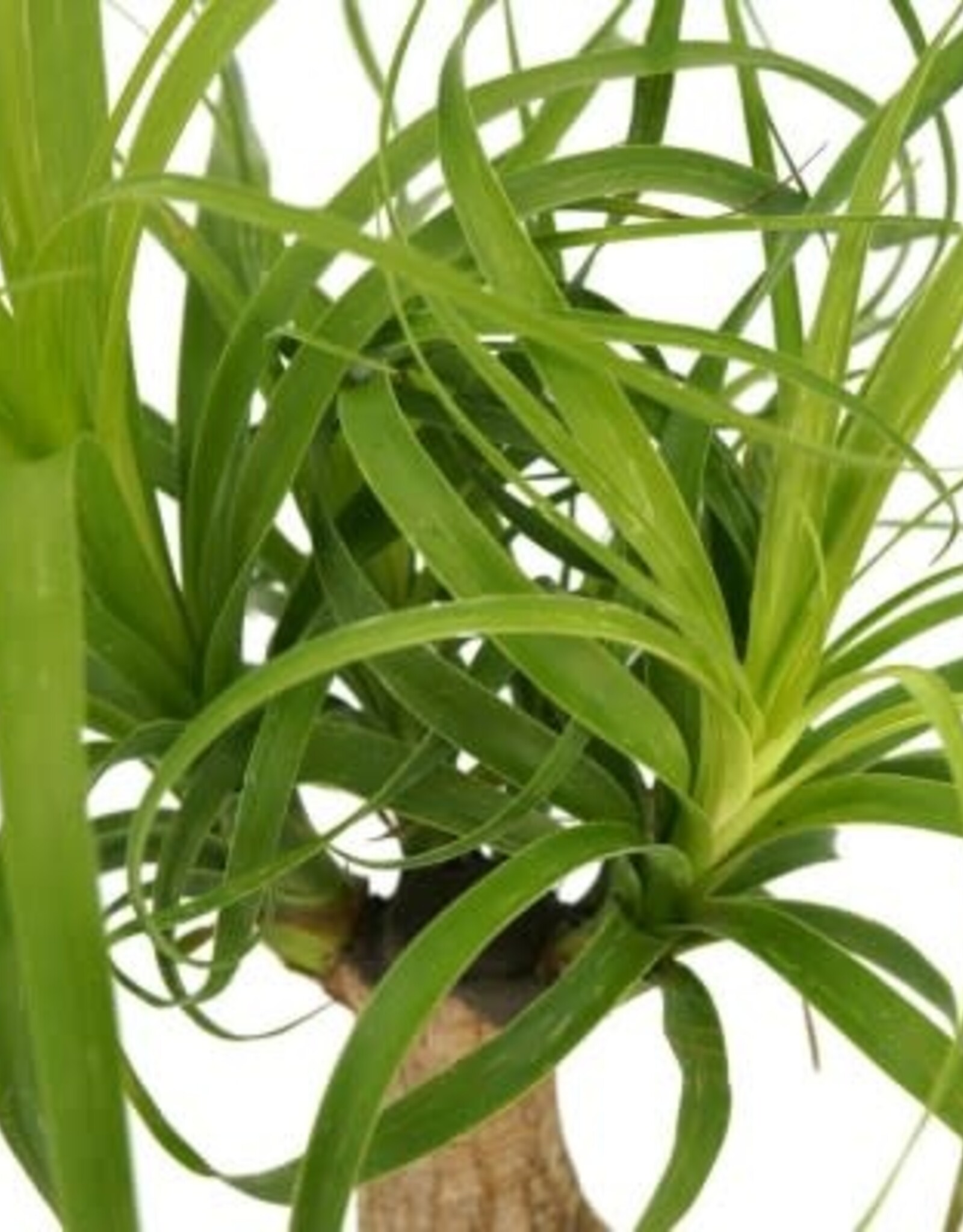 Cascade Tropicals Beaucarnea recurvata - stump 4in Ponytail Palm