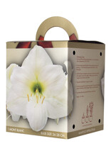 DeVroomen Amaryllis Mont Blanc Gift Box 26/28