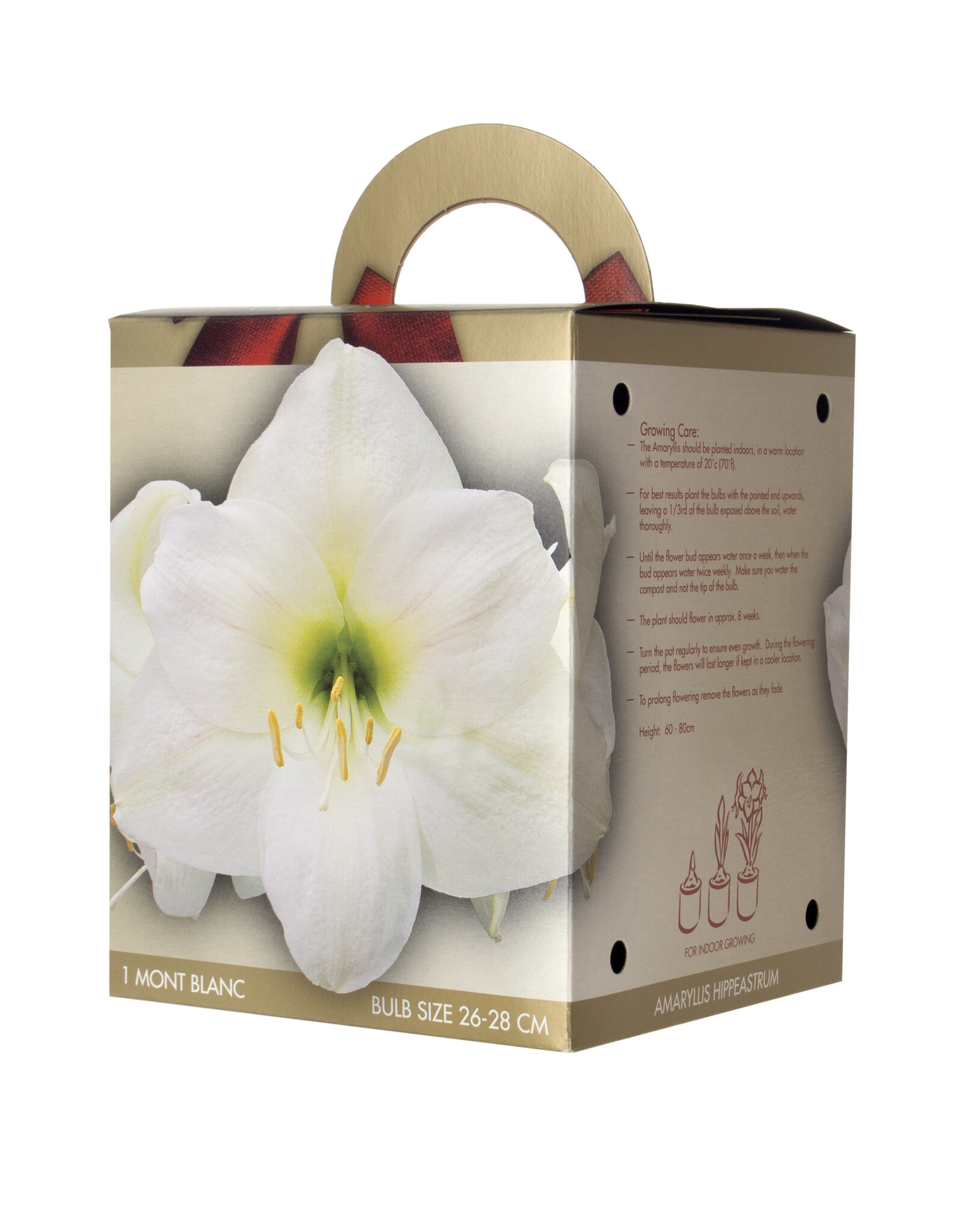 DeVroomen Amaryllis Mont Blanc Gift Box 26/28