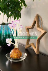 DeVroomen Crocus Colchicum 'The Giant'  BULK Each Price -size 20/22