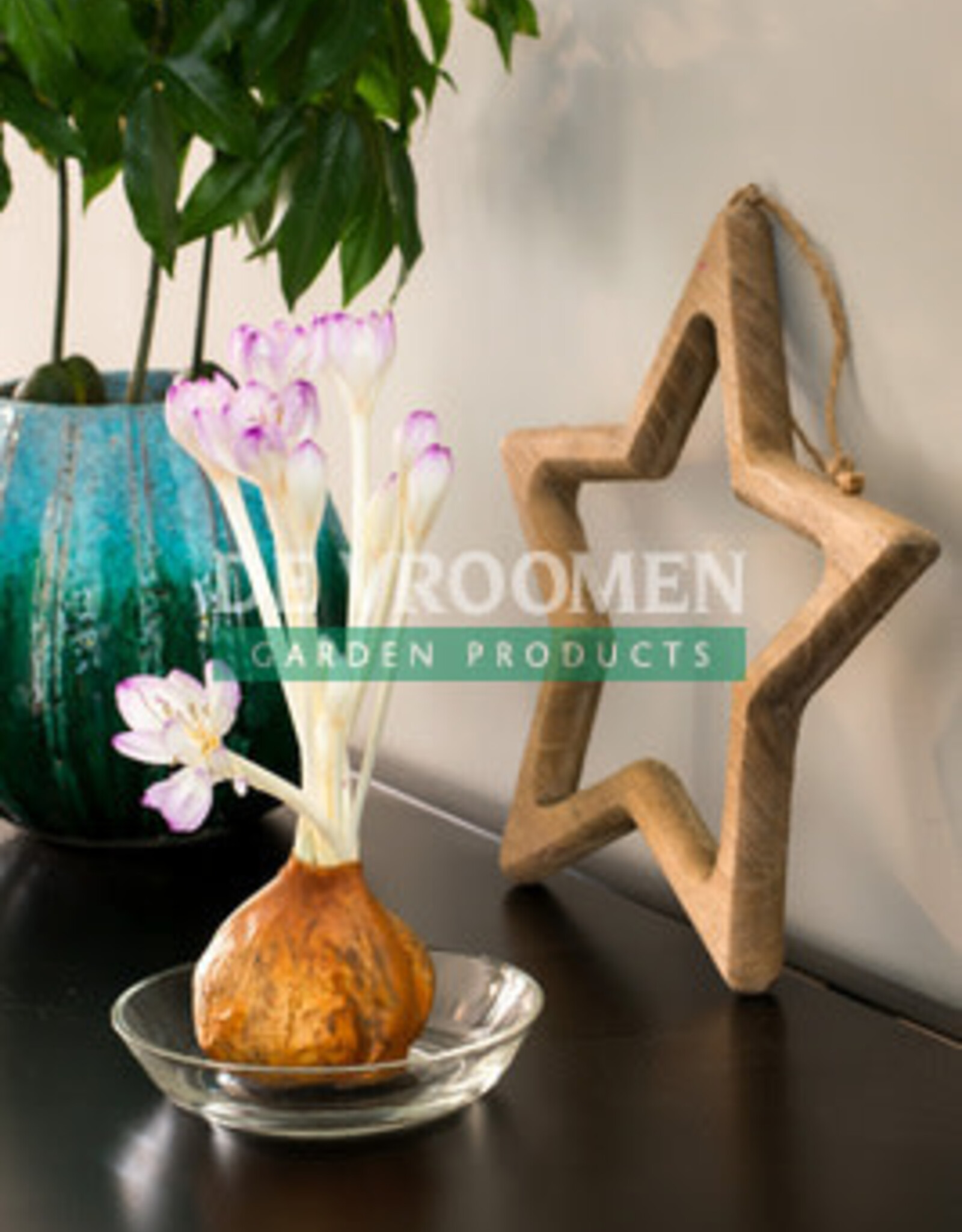 DeVroomen Crocus Colchicum 'The Giant'  BULK Each Price -size 20/22