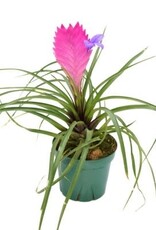 Cascade Tropicals Tillandsia cyanea, - 4in Pink Quill