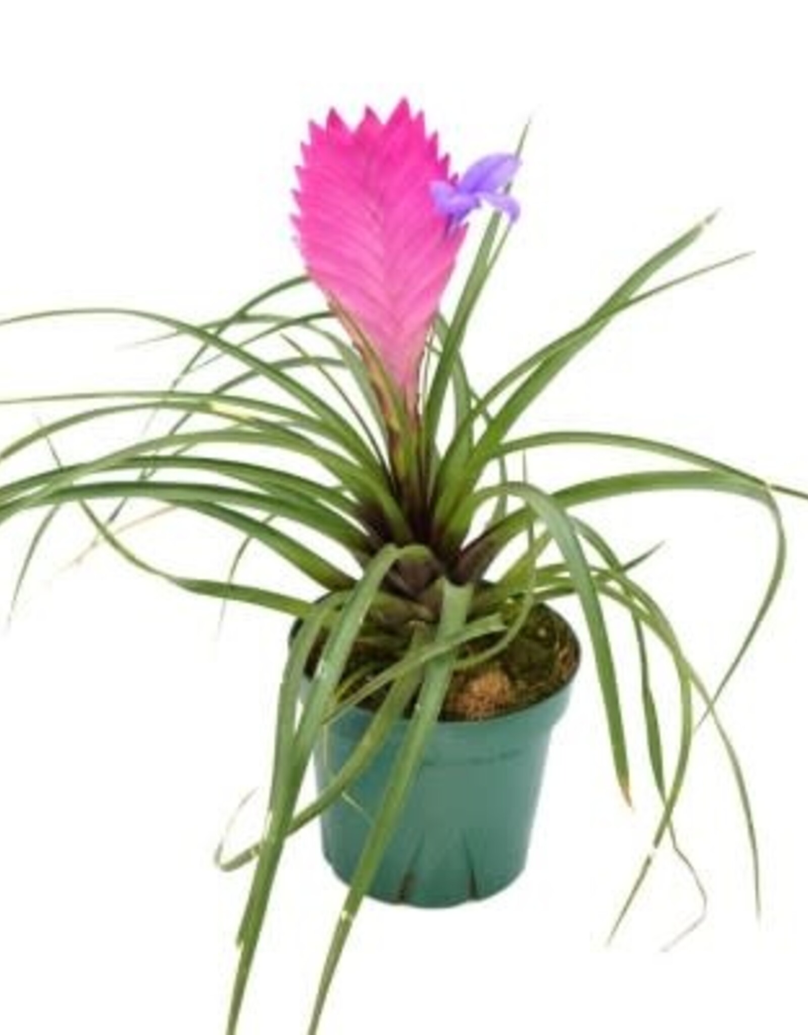 Cascade Tropicals Tillandsia cyanea, - 4in Pink Quill