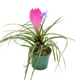Cascade Tropicals Tillandsia cyanea, - 4in Pink Quill