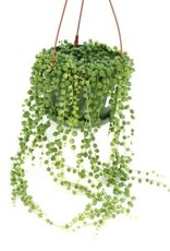 Cascade Tropicals Senecio rowleyanus - HB 6in -String of Pearls
