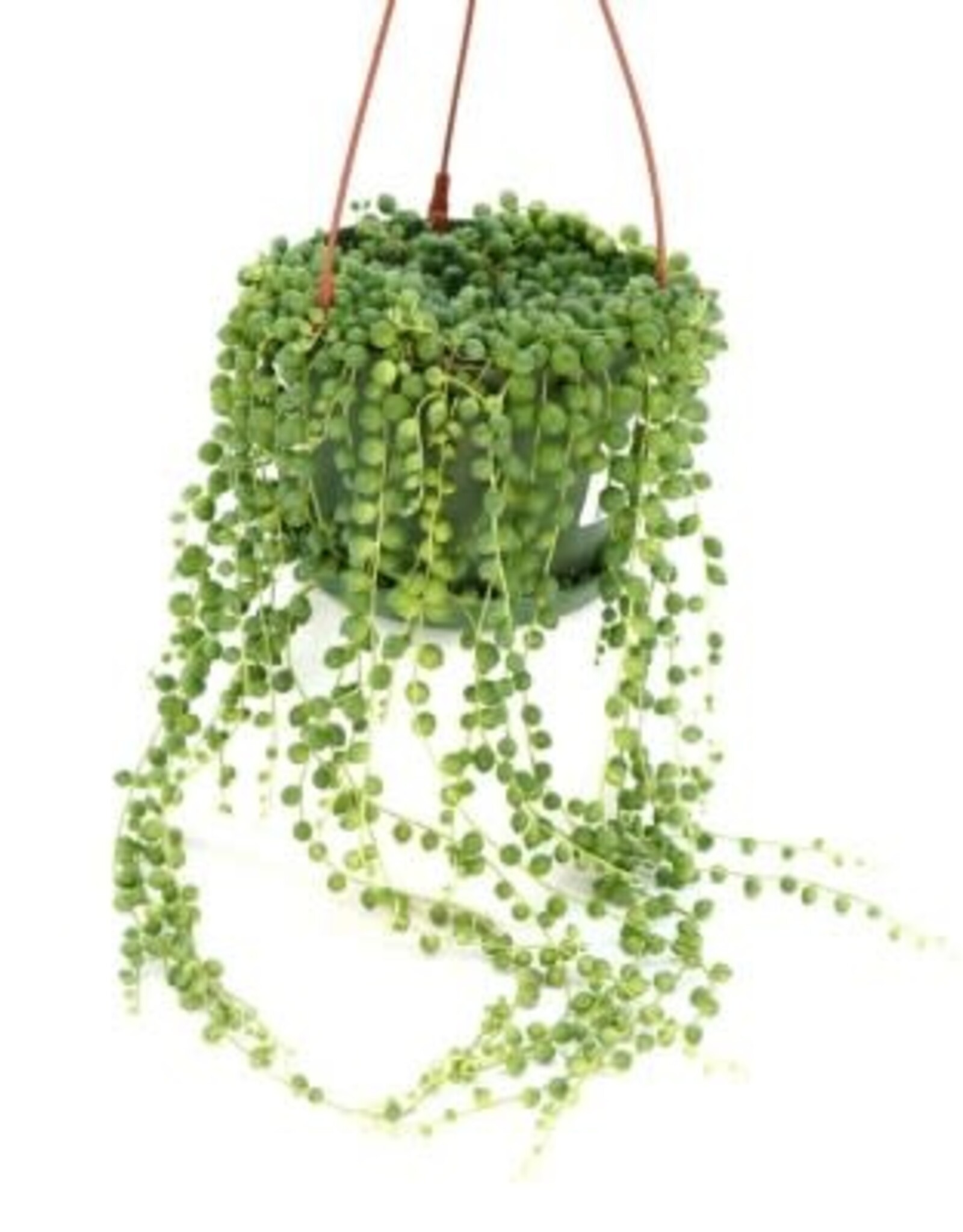 Cascade Tropicals Senecio rowleyanus - HB 6in -String of Pearls