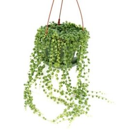 Cascade Tropicals Senecio rowleyanus - HB 6in -String of Pearls